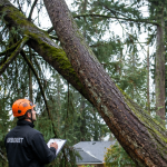 Arborist inspecting a leaning tree near a Bellingham home after a windstorm.