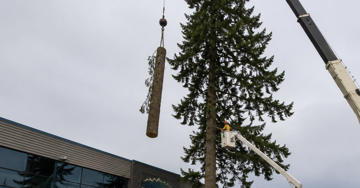 Commercial tree service crew removing a large Douglas fir from a business property in Mount Vernon, Skagit County, Washington