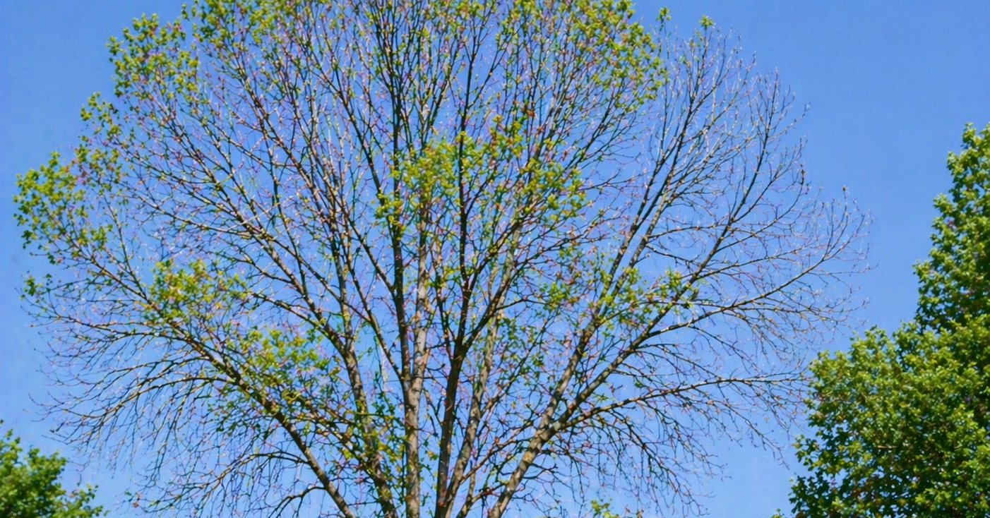 ash-tree-canopy-thinning-emerald-ash-borer-signs.jpg