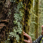 Moss, lichen, and shelf fungi growing on a mature tree in Western Washington as an ISA Certified Arborist inspects tree health