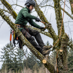 Arborist pruning a mature bigleaf maple during winter dormancy, with bare branches showing the tree's structure and proper pruning cuts.
