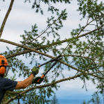 Arborist thinning a tree canopy to reduce wind resistance in Bellingham, WA.