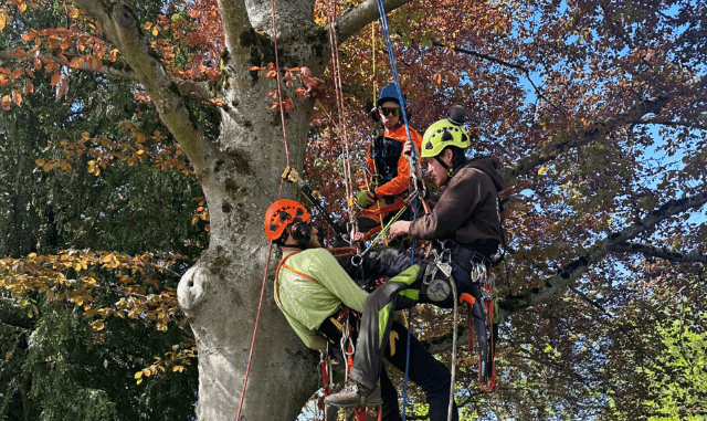 Residential tree trimming service in Bellingham neighborhood