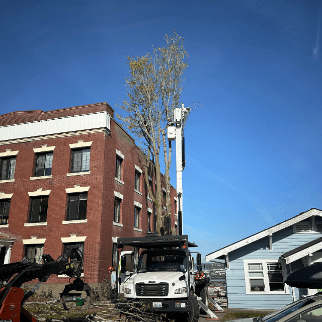 Tree Service in Blaine, WA