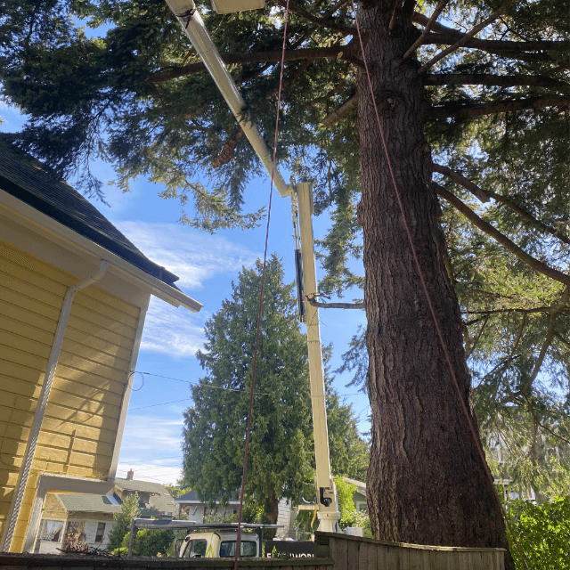 Tree Cutting Bellingham & Whatcom County, WA