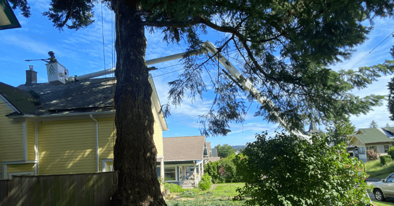 Earthworks Tree Service reinforcing a structurally weak tree with cabling and bracing in Skagit County