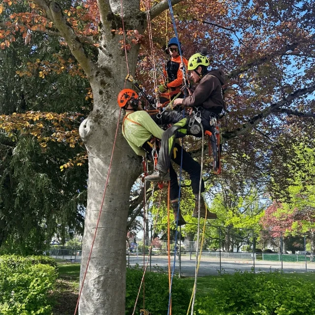 Residential tree trimming service in Bellingham neighborhood