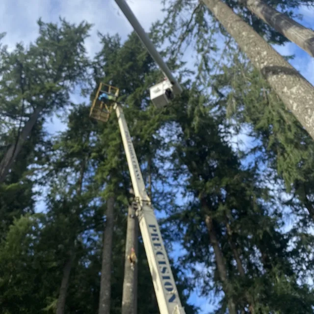 Tree service professionals working on property in Skagit County, WA