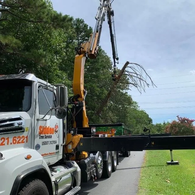 Fallen tree on a Bellingham home after storm damage