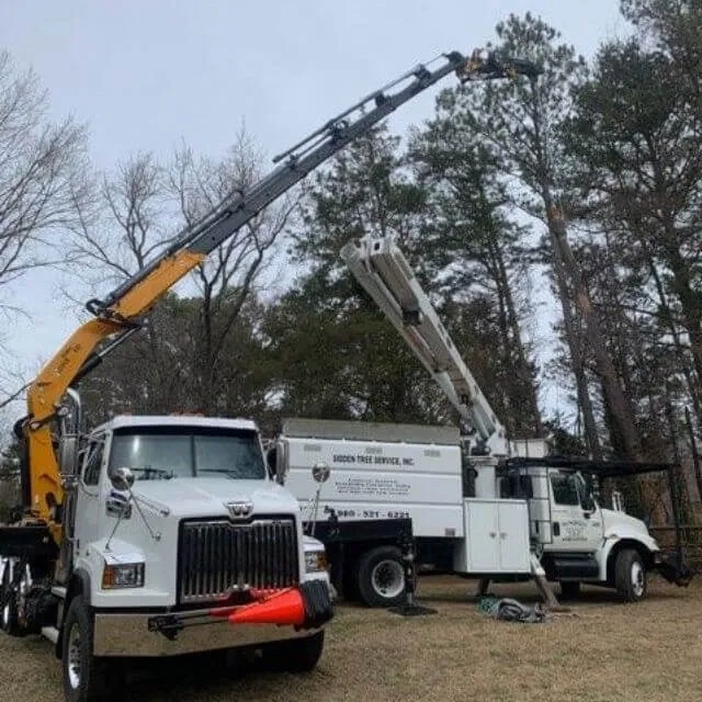 Tree service crew performing removal in Bellingham, WA