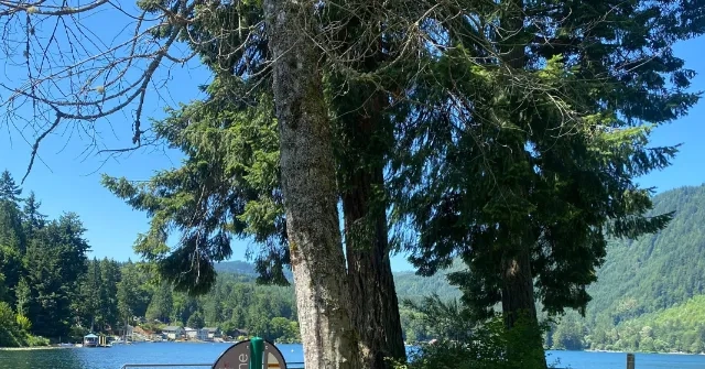 Homeowner in Bellingham, WA, examining tree health in backyard during a tree inspection consultation by a local tree service.