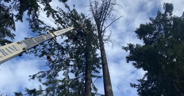Tree Service Ferndale WA