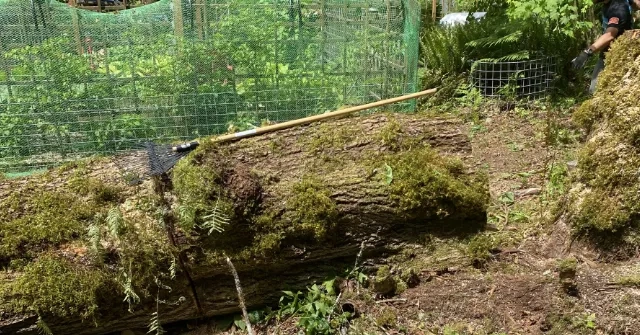 Emergency Tree Removal Blaine, WA