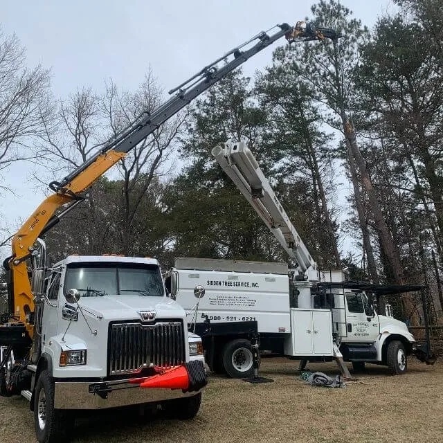 Tree service crew working on residential property in Mount Vernon, Skagit County, WA