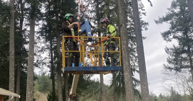 Arborist performing tree service in Lummi Island, WA