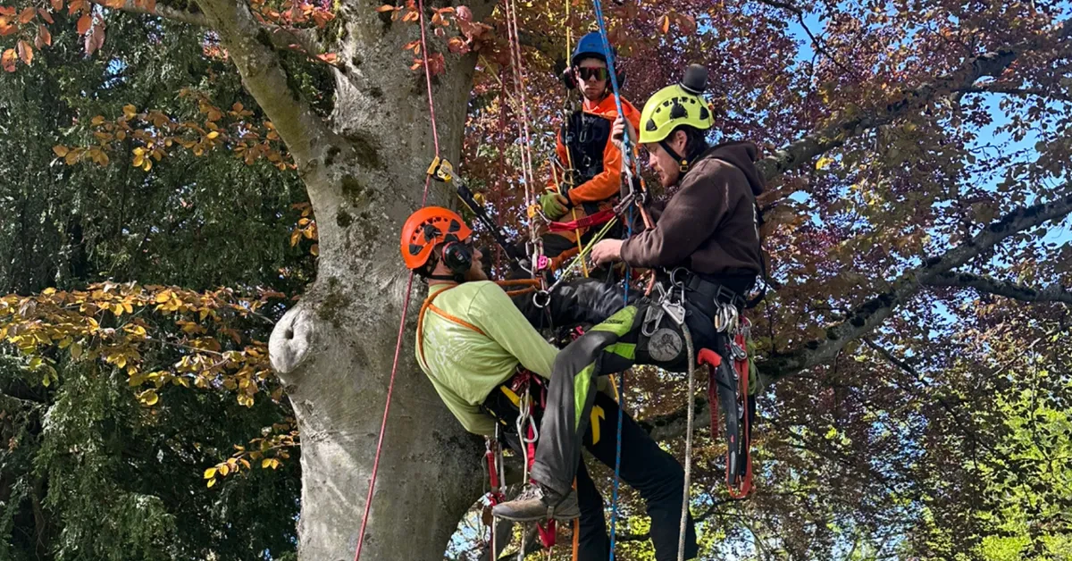 ISA Certified Arborist inspecting tree health in Whatcom County