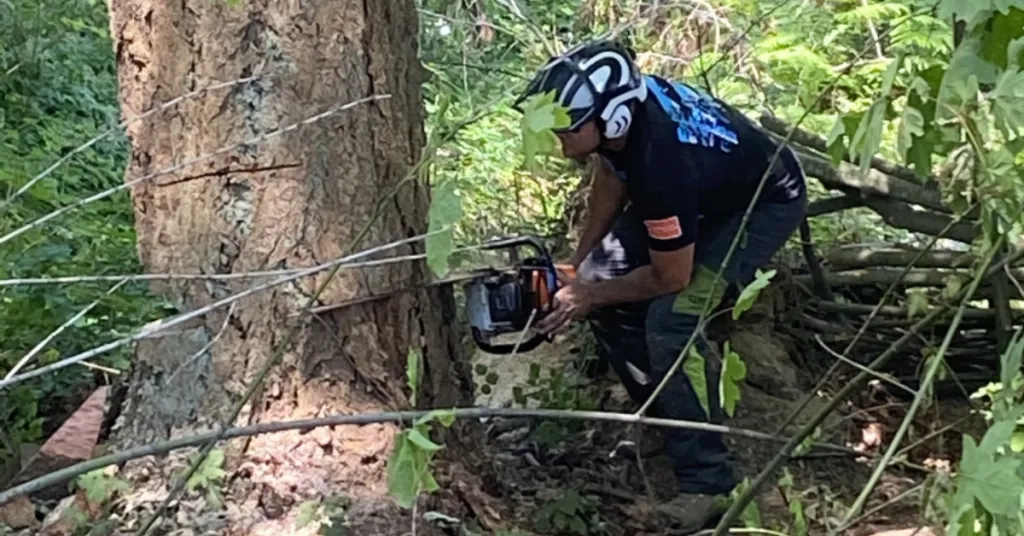 Removing a diseased tree in Whatcom County, WA to preserve surrounding landscape health