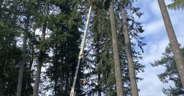 Tree Removal Custer, WA