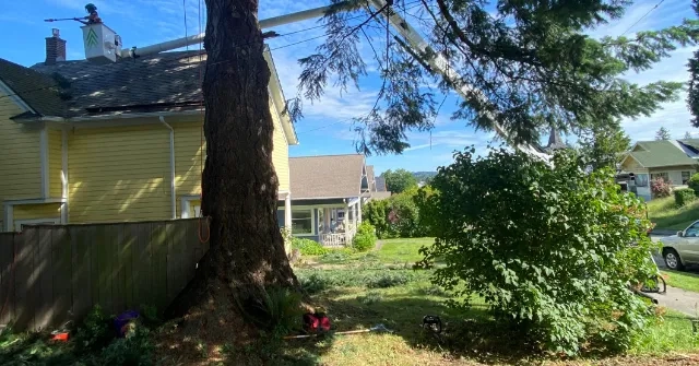 tree service in Custer, WA