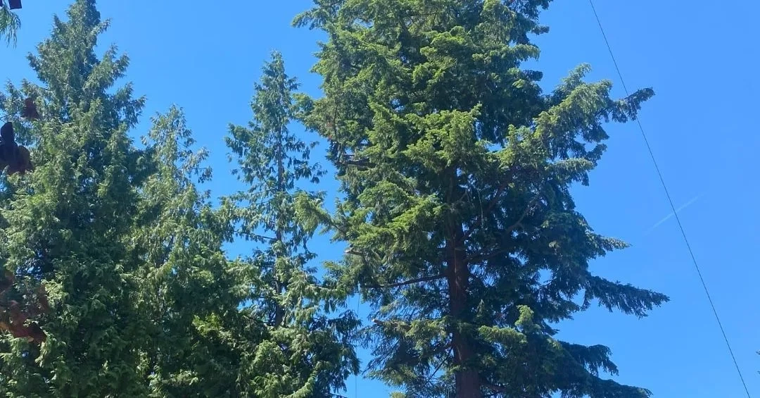Mulching around a young tree for strong roots and long-term health.