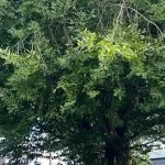 Certified arborist removing a large tree branch in Bellingham, WA