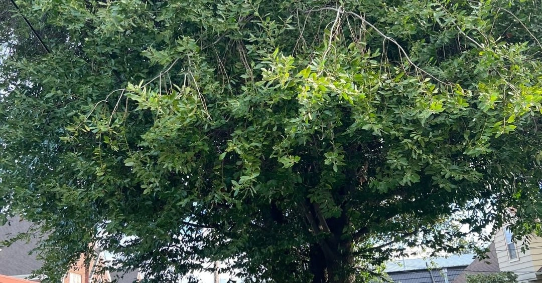 Certified arborist removing a large tree branch in Bellingham, WA