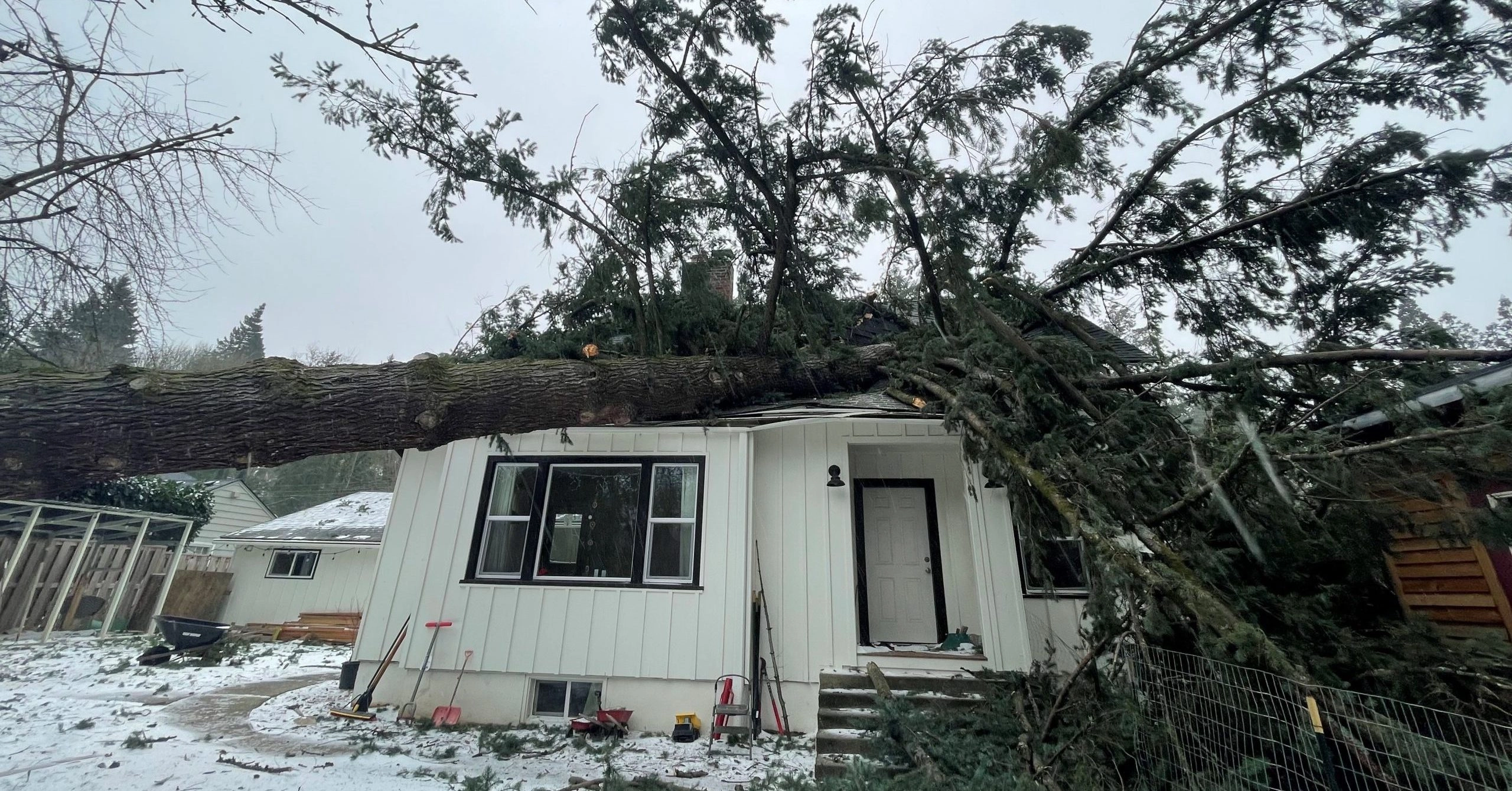 Douglas fir trees in Skagit are showing storm damage after heavy winds