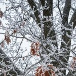 Arborist wrapping a young tree for winter protection in Bellingham, WA.