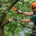 Mature maple tree receiving preventive pruning in Skagit County, Washington.