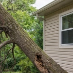 Signs a tree needs removal, including a leaning trunk, dead branches, and root damage near a home