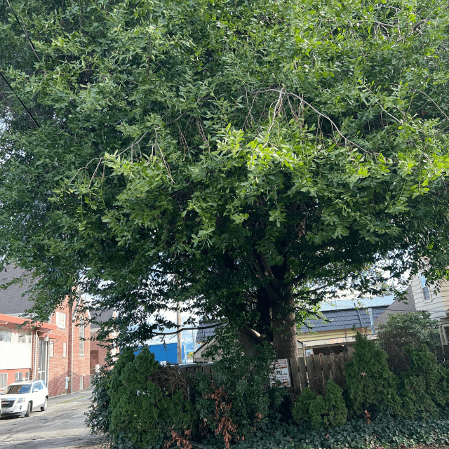 tree removal blaine wa