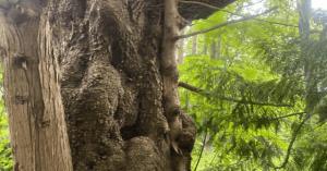 Tree trimming in Skagit WA by Earthworks Tree Service